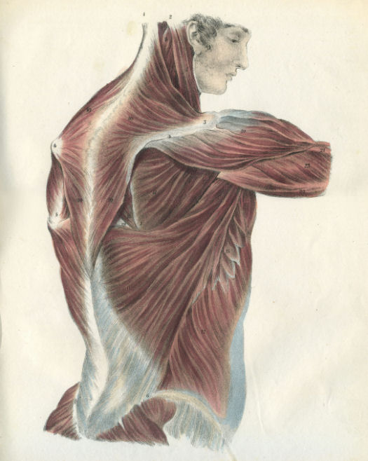 Anatomical Print