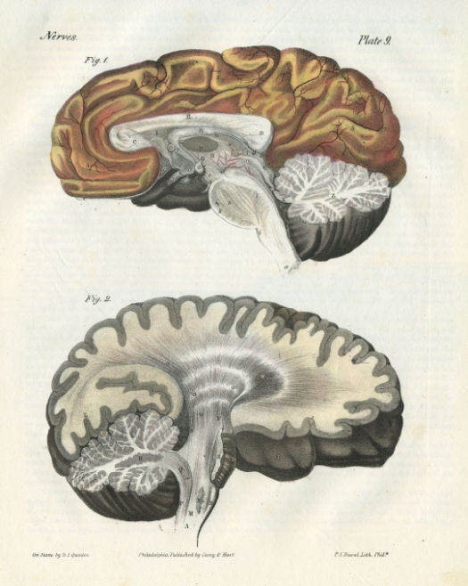 Anatomical Print