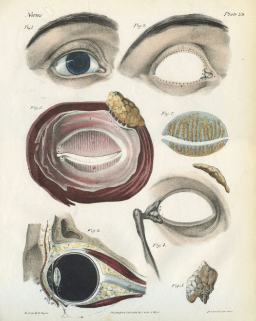 Anatomical Print