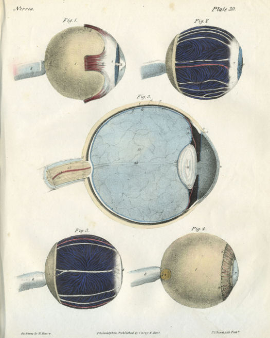 Anatomical Print