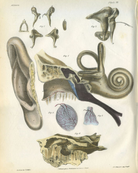Anatomical Print