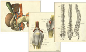 Anatomical Prints