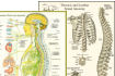 Spinal, surface and muscle anatomy posters