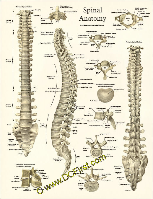 Spinal Anatomy Poster