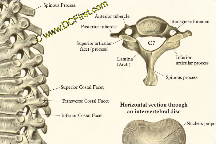 Spinal Anatomy Poster
