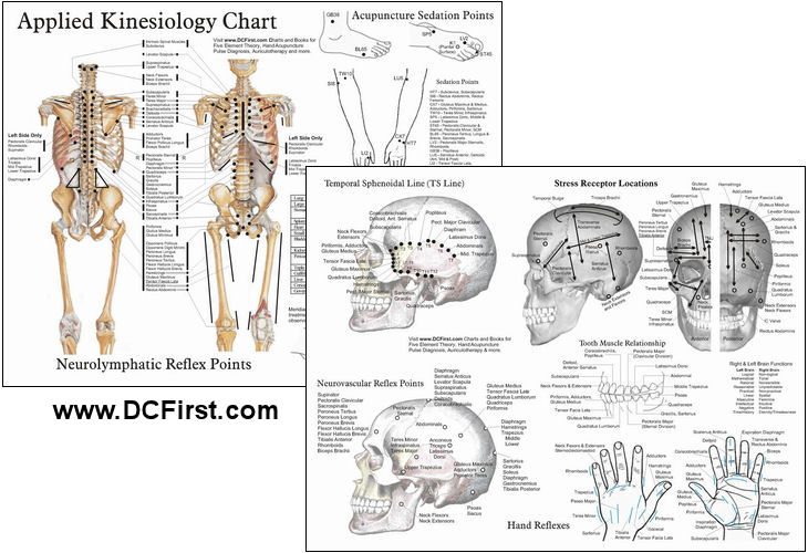Applied Kinesiology Laminated Chart