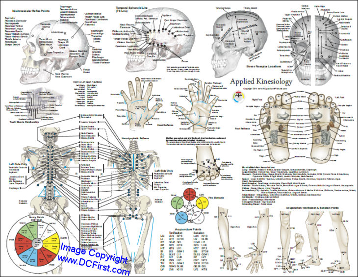 Applied Kinesiology Laminated Poster