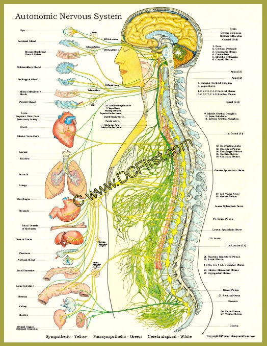 Autonomic Nervous System Poster