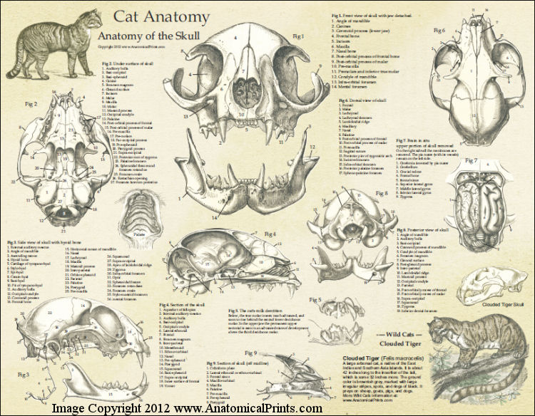 Cat Anatomy Laminated Poster