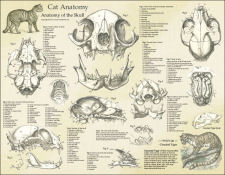 Cat Anatomy Poster 17 X 22
