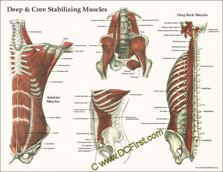 Muscle Anatomy Posters