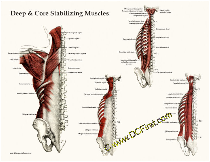 Muscle Anatomy Posters