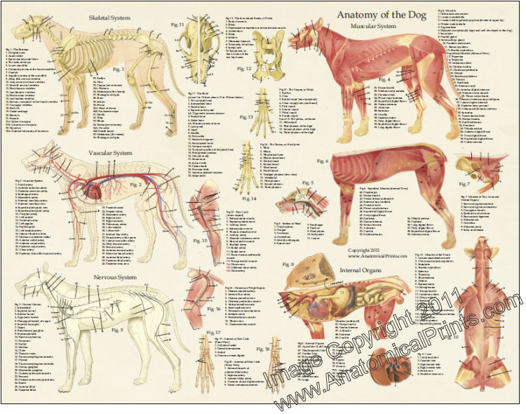 Dog Anatomy Laminated Poster