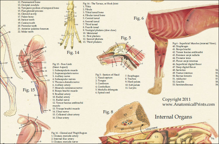 Dog Anatomy Laminated Poster Set