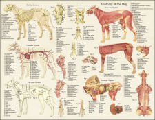 Dog Anatomy Poster 17 X 22