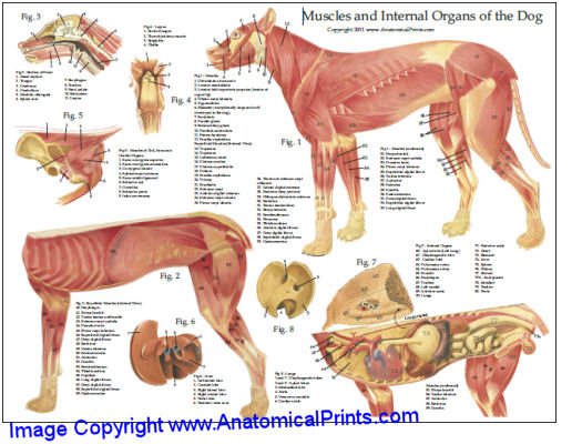 Dog Muscular Anatomy Chart 8 x 11