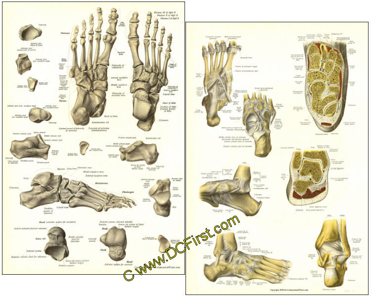 Foot Anatomy Laminated Posters
