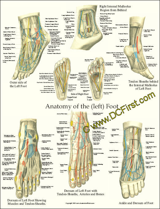 Foot Anatomy Laminated Poster 17