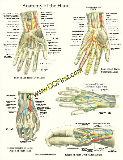 Hand Anatomy Laminated Poster 17