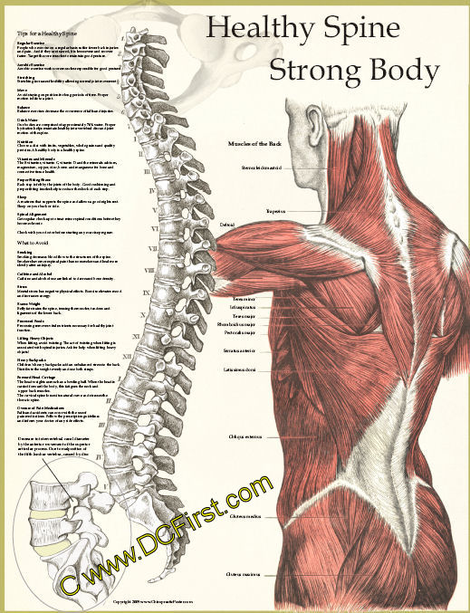Healthy Spine / Strong Body Poster