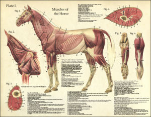 Horse Anatomy Poster - Plate 1 Muscles