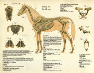 Horse Anatomy Poster - Plate 3 Bones