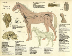 Horse Anatomy Poster - Plate 5 Nervous System