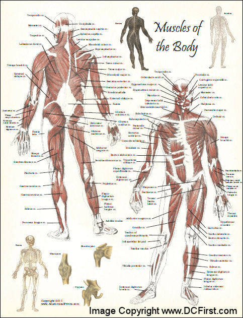 Muscle Anatomy Poster