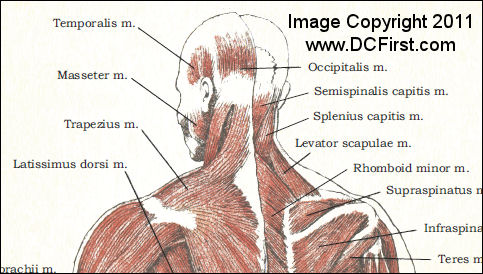 Muscle Anatomy Poster