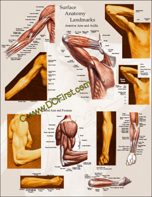 Arm muscle surface anatomy