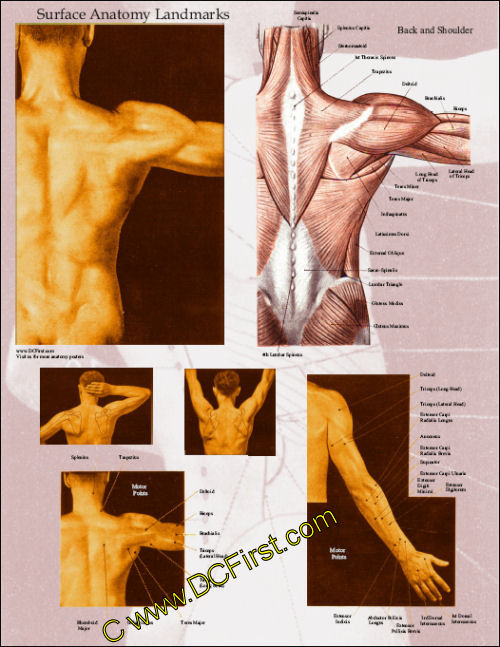 Muscle surface anatony