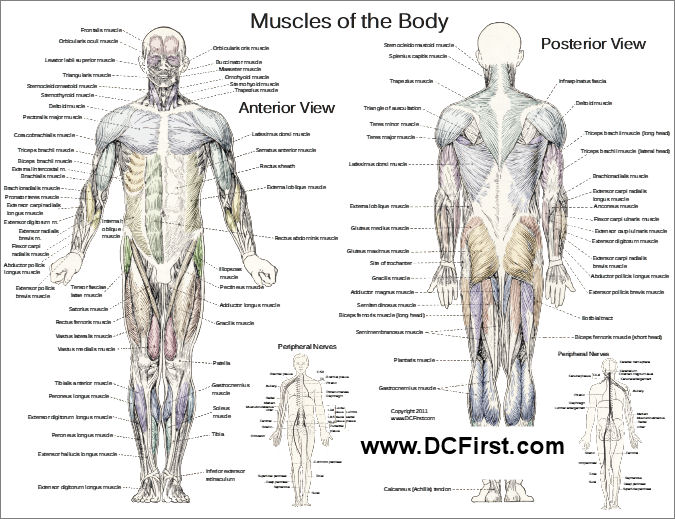 Muscle Anatomy Poster