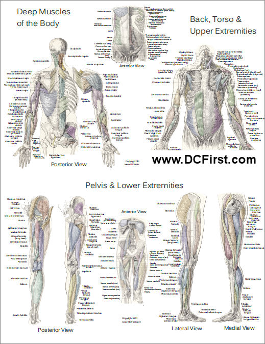 Deep Muscle Anatomy Poster