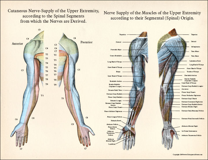 Upper Extremity Poster Set