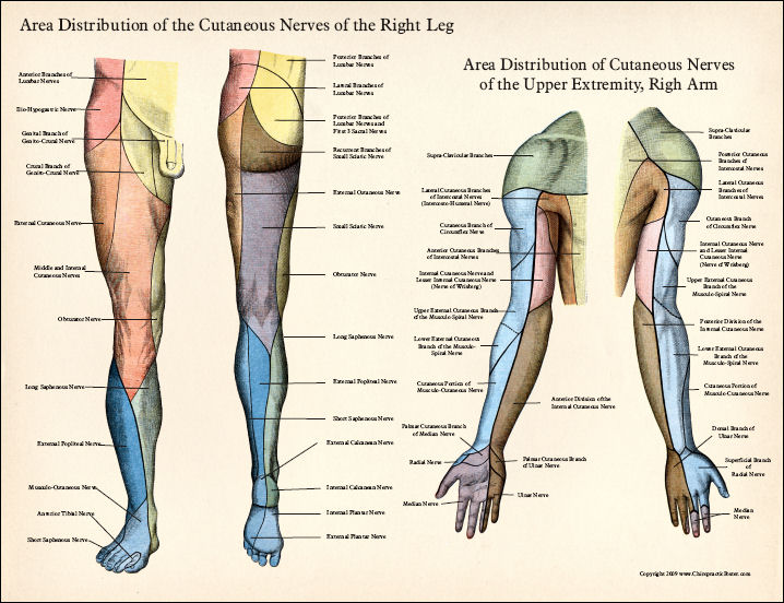 Upper & Lower Extremity Poster Set
