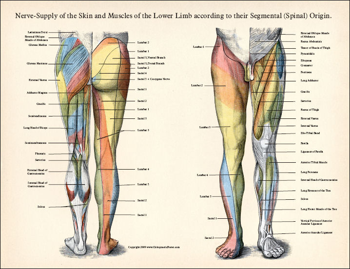Lower Extremity Poster Set