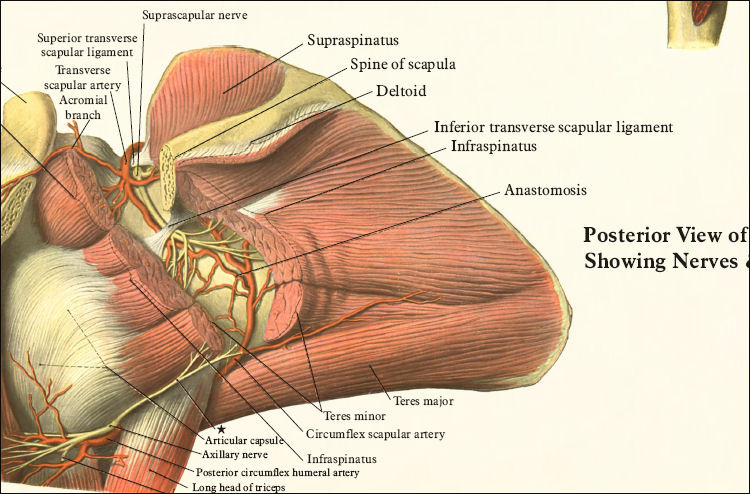 Shoulder Anatomy Poster - 17 X 22