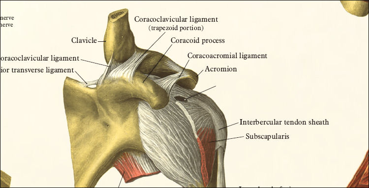 Shoulder Anatomy Poster - 17 X 22