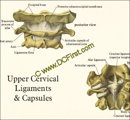 Spine Anatomy Posters