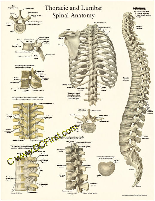 Thoracic Spine Anatomy Poster