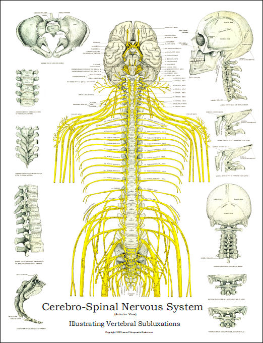 Spinal Nerves and Subluxations Poster