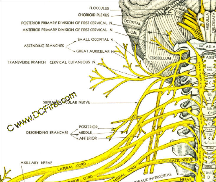 Spinal Nerves and Subluxations Poster