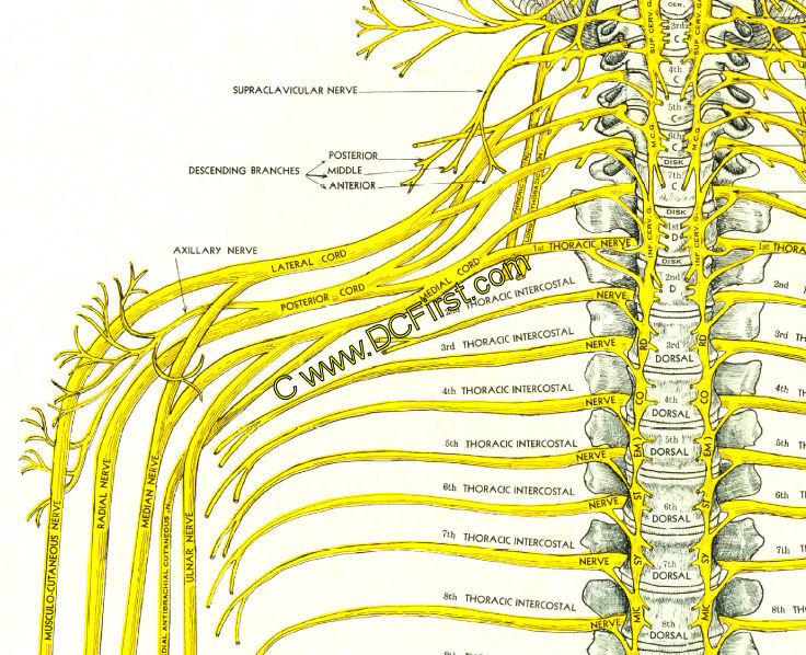 Spinal Nerves and Subluxations Poster