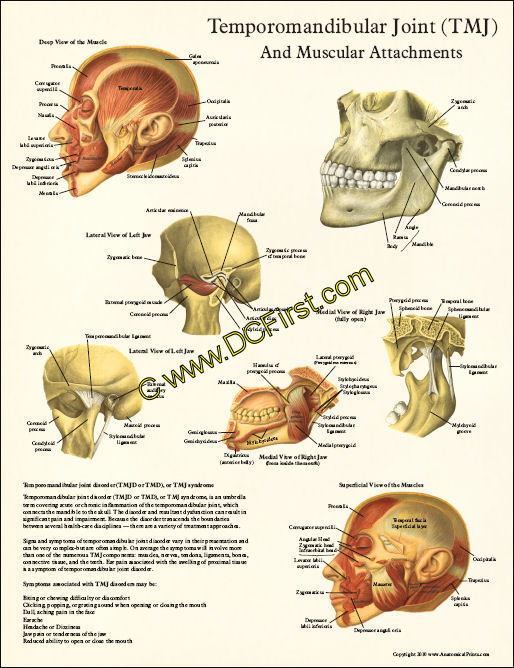 TMJ Anatomy and Muscular Attachments Poster