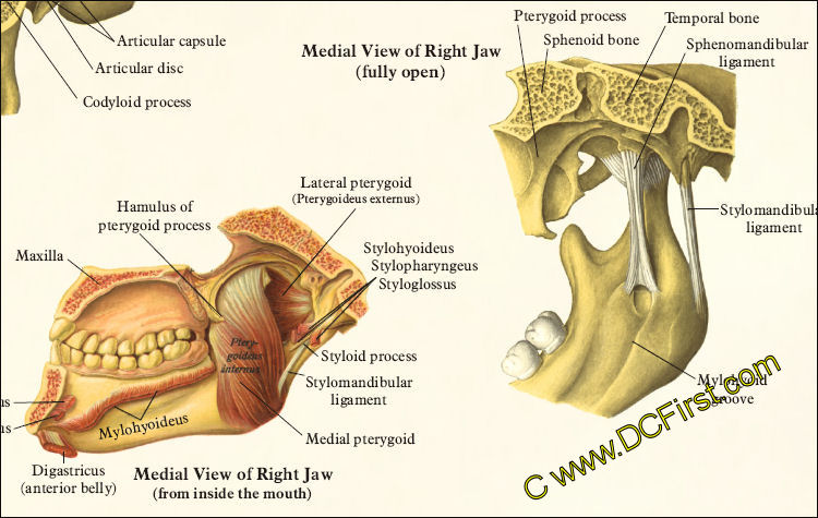 TMJ Anatomy and Muscular Attachments Poster
