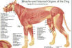 Veterinary Anatomy