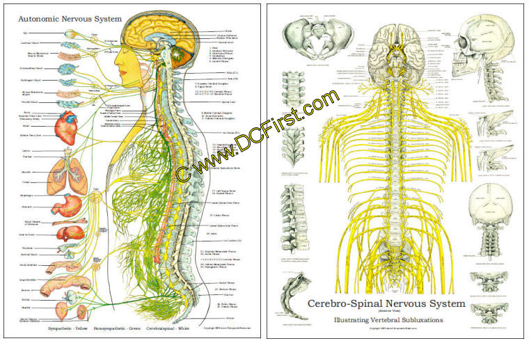 Spinal Nerves and Autonomic Poster