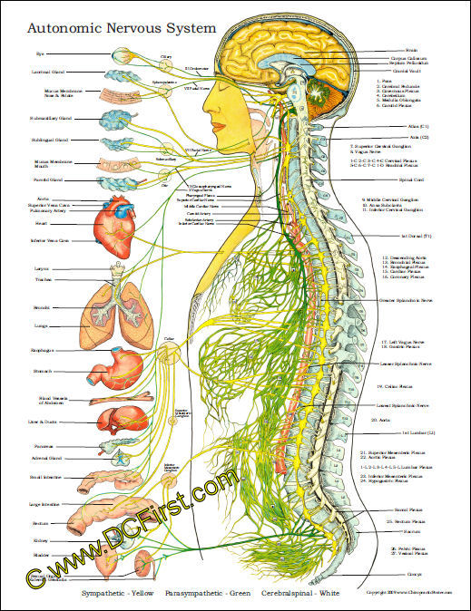 Autonomic Nervous System Poster