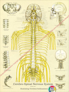 Chiropractic Subluxations Poster