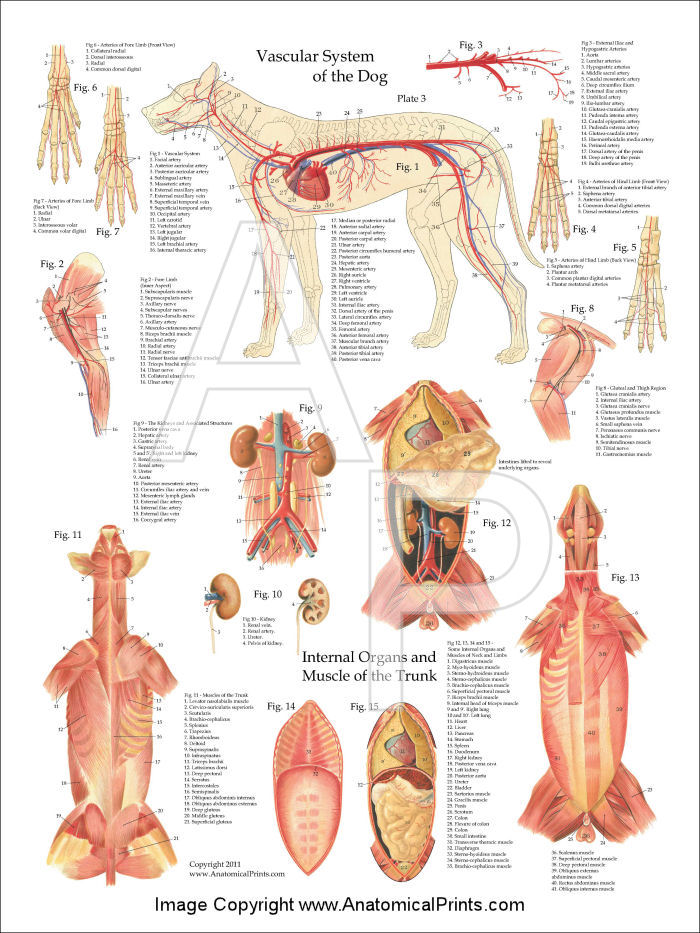 Dog Anatomy Poster Set 18 x 24